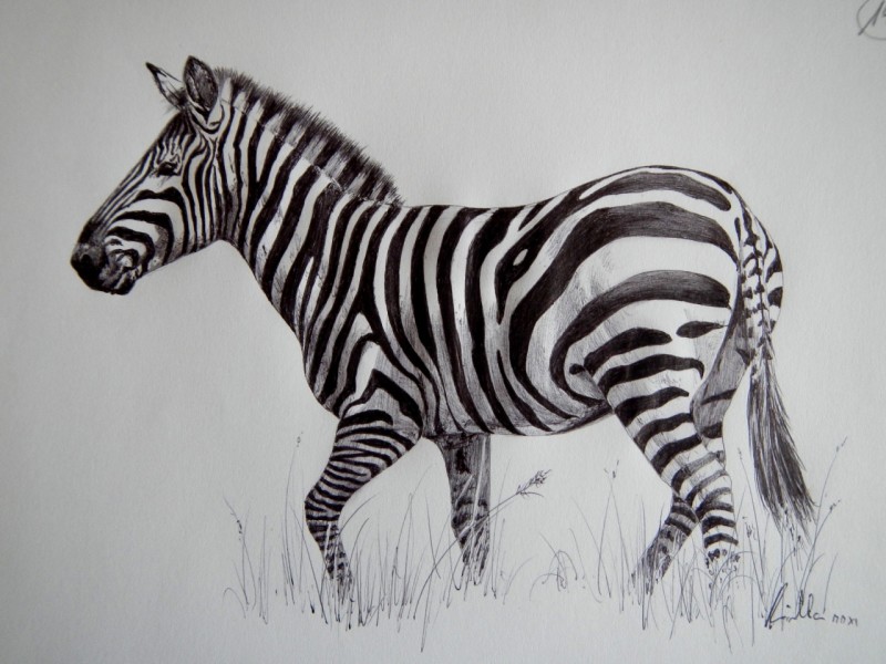 Zebra A5